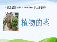 青岛小学科学四上《4-植物的茎》PPT课件-(1)