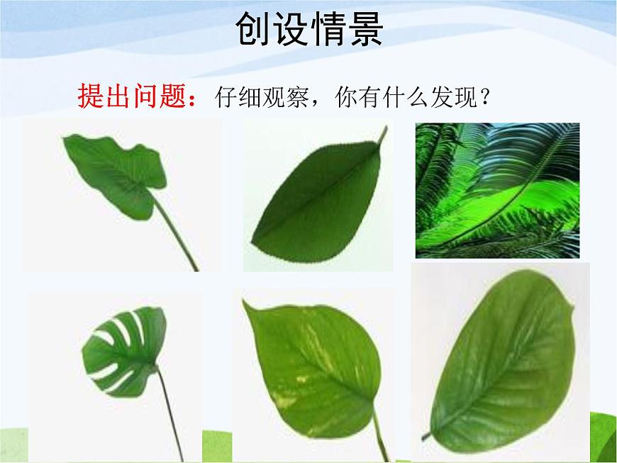 青島小學(xué)科學(xué)四上《3-植物的葉》PPT課件-(7)第3頁