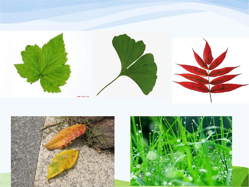 青島小學(xué)科學(xué)四上《3-植物的葉》PPT課件-(7)第4頁