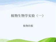 青岛小学科学四上《2-植物的根》PPT课件-(3)