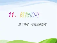 青岛小学科学四上《3-植物的叶》PPT课件-(6)