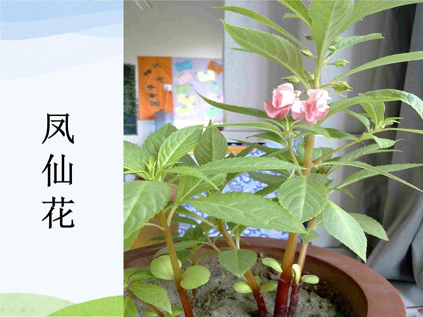 青島小學(xué)科學(xué)四上《1-植物的身體》PPT課件-(7)第4頁(yè)