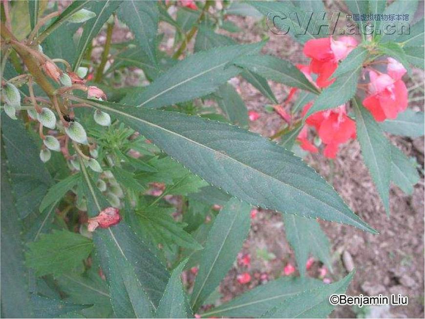 青島小學(xué)科學(xué)四上《1-植物的身體》PPT課件-(7)第5頁(yè)