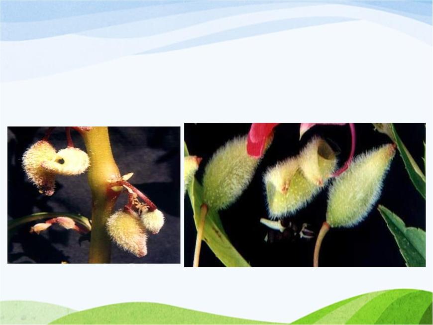 青島小學(xué)科學(xué)四上《1-植物的身體》PPT課件-(7)第6頁(yè)