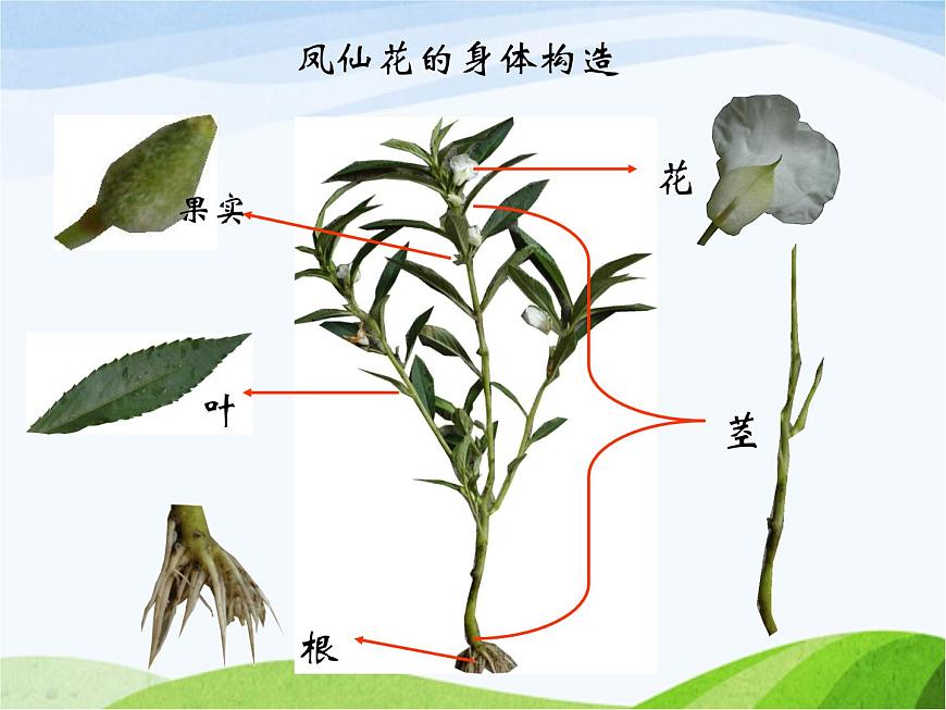 青島小學(xué)科學(xué)四上《1-植物的身體》PPT課件-(7)第7頁(yè)