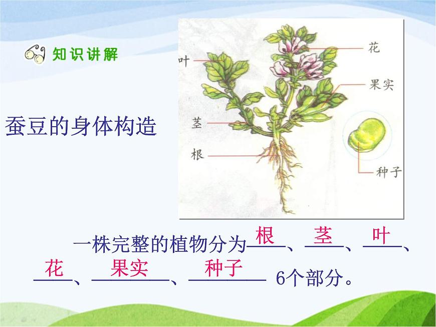 青島小學(xué)科學(xué)四上《1-植物的身體》PPT課件-(7)第8頁(yè)