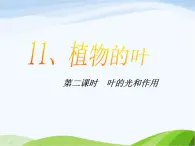 青岛小学科学四上《3-植物的叶》PPT课件-(9)