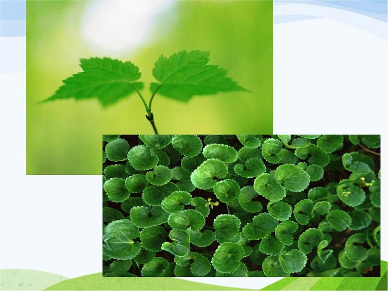 青岛小学科学四上《3-植物的叶》PPT课件-(9)第2页