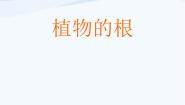 青岛版 (五四制)四年级上册2 植物的根评课ppt课件