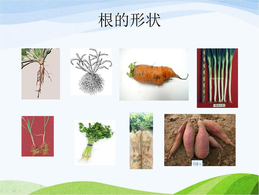 青島小學(xué)科學(xué)四上《2-植物的根》PPT課件-(1)第2頁