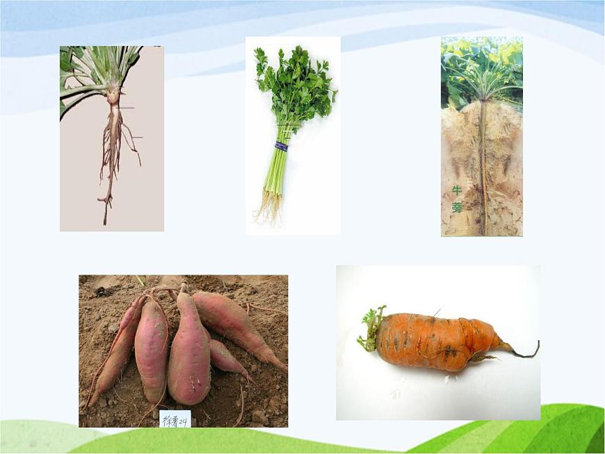 青島小學(xué)科學(xué)四上《2-植物的根》PPT課件-(1)第3頁