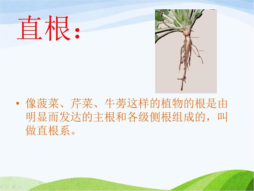 青島小學(xué)科學(xué)四上《2-植物的根》PPT課件-(1)第4頁