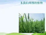 青岛小学科学三上《3-我们身边的动植物》PPT课件-(6)