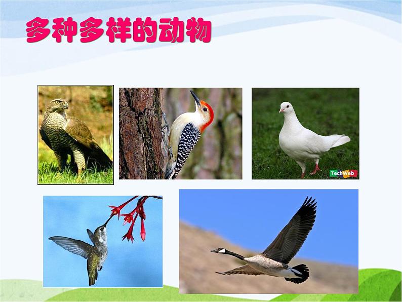 青岛小学科学三下《18-多样的动物》PPT课件-(2)第6页