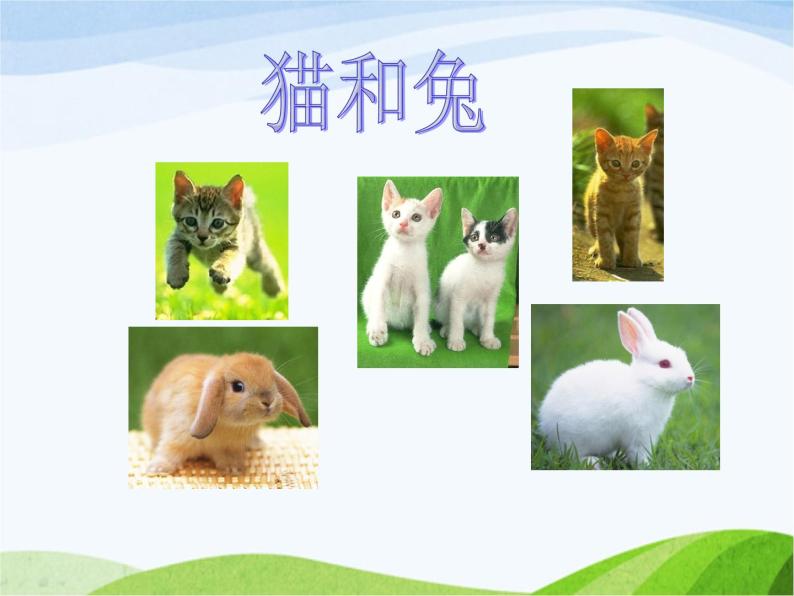 青岛小学科学三下《17-猫和兔》PPT课件-(4)02