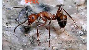 青岛版 (五四制)三年级下册15 蚂蚁评课课件ppt