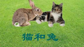 2020-2021学年第四单元 动物王国17 猫和兔备课ppt课件