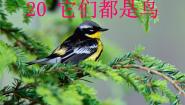 青岛版 (五四制)三年级下册06 它们都是鸟集体备课ppt课件