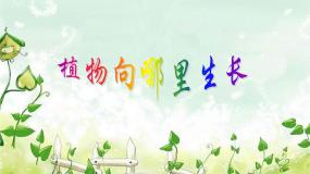 小学科学青岛版 (五四制)四年级下册17 植物向哪里长图文课件ppt