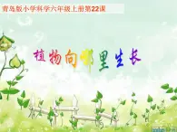 青岛小学科学四下《17-植物向哪里长》PPT课件-(3)