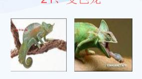 青岛版 (五四制)四年级下册16 变色龙教课内容课件ppt