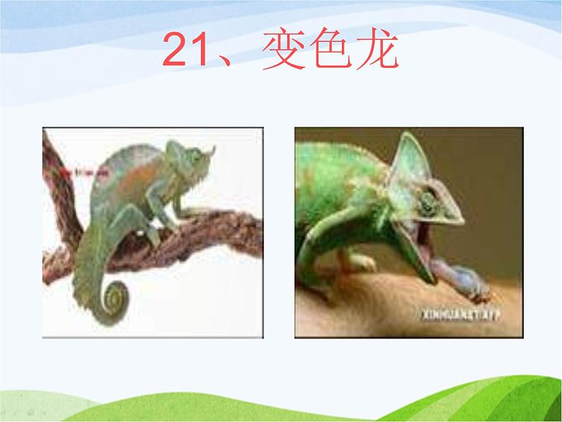 青岛小学科学四下《16-变色龙》PPT课件-(6)01