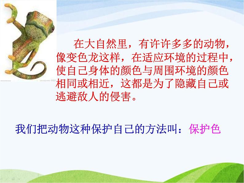 青岛小学科学四下《16-变色龙》PPT课件-(6)07