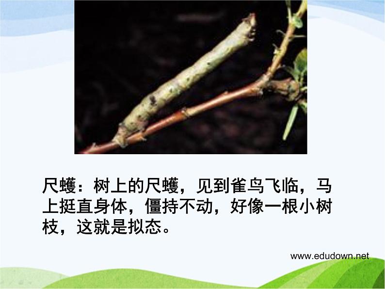 青岛小学科学四下《16-变色龙》PPT课件-(9)第7页