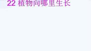 小学科学青岛版 (五四制)四年级下册17 植物向哪里长教学课件ppt