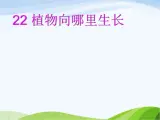青岛小学科学四下《17-植物向哪里长》PPT课件-(4)