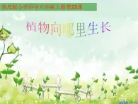 青岛小学科学四下《17-植物向哪里长》PPT课件-(2)