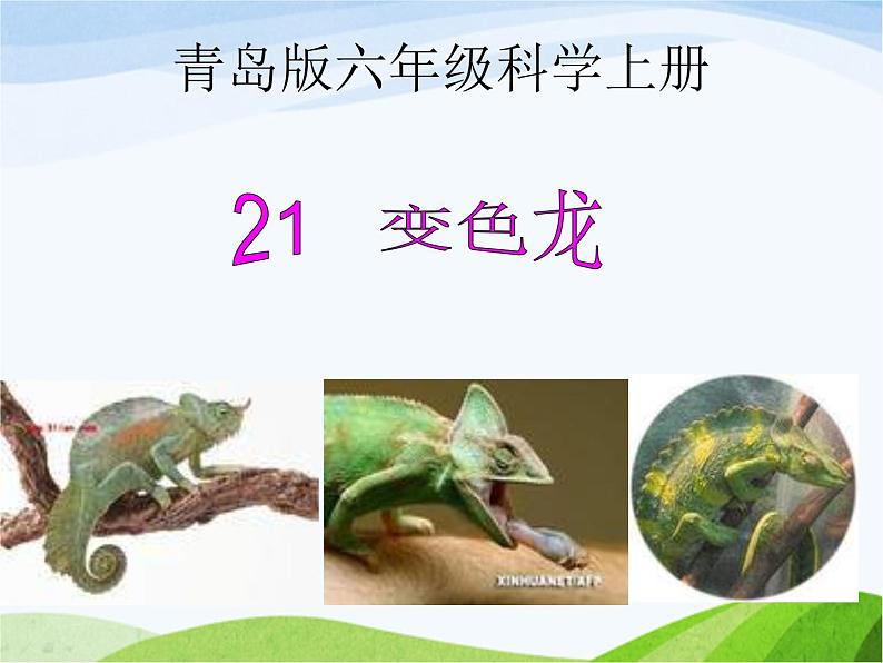青岛小学科学四下《16-变色龙》PPT课件-(5)01
