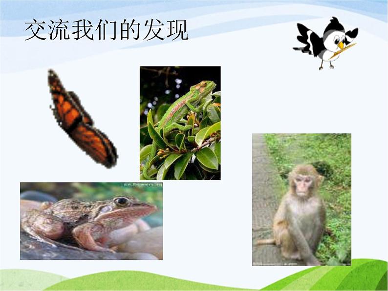 青岛小学科学四下《16-变色龙》PPT课件-(5)05