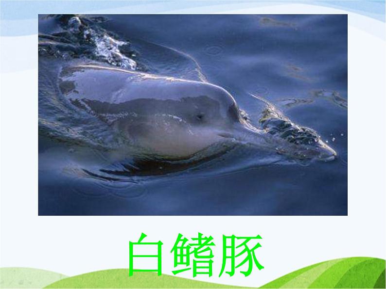 青岛小学科学四下《20-珍稀动植物》PPT课件-(4)第7页
