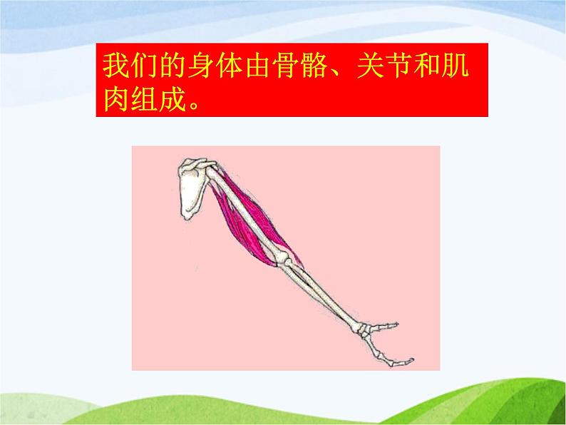 青岛小学科学五上《4-我们的身体》PPT课-件-(1)第3页