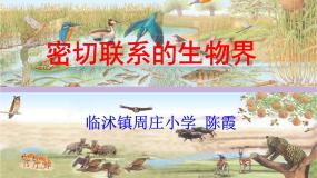 科学四年级下册19 密切联系的生物界集体备课课件ppt