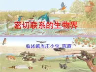 青岛小学科学四下《19-密切联系的生物界》PPT课件-(13)