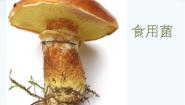 小学科学青岛版 (五四制)五年级上册第一单元 微小的生物3 食用菌课文配套ppt课件