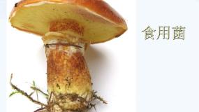 小学科学青岛版 (五四制)五年级上册第一单元 微小的生物3 食用菌课文配套ppt课件