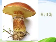 青岛小学科学五上《3-食用菌》PPT课件-(3)