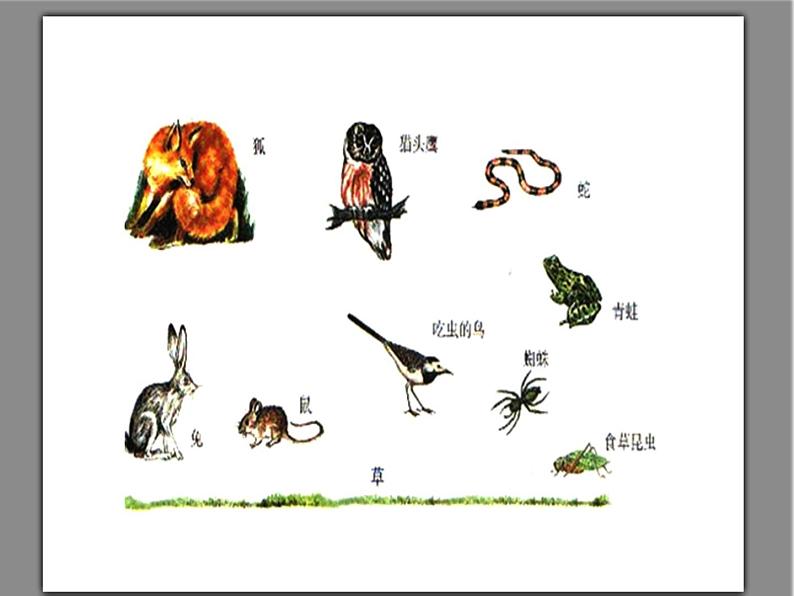 青岛小学科学四下《19-密切联系的生物界》PPT课件-(4)05