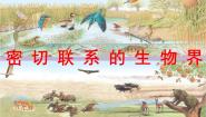 青岛版 (五四制)四年级下册第四单元 生物与环境19 密切联系的生物界教案配套课件ppt