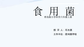科学五年级上册3 食用菌课堂教学ppt课件