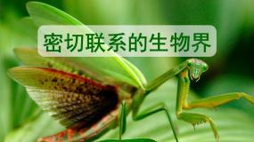 2020-2021学年19 密切联系的生物界教案配套ppt课件