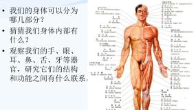 小学科学青岛版 (五四制)五年级上册第二单元 认识自己4 我们的身体示范课课件ppt