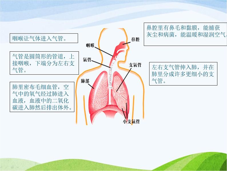 青岛小学科学五上《7-我们的呼吸》PPT课件-(3)第3页
