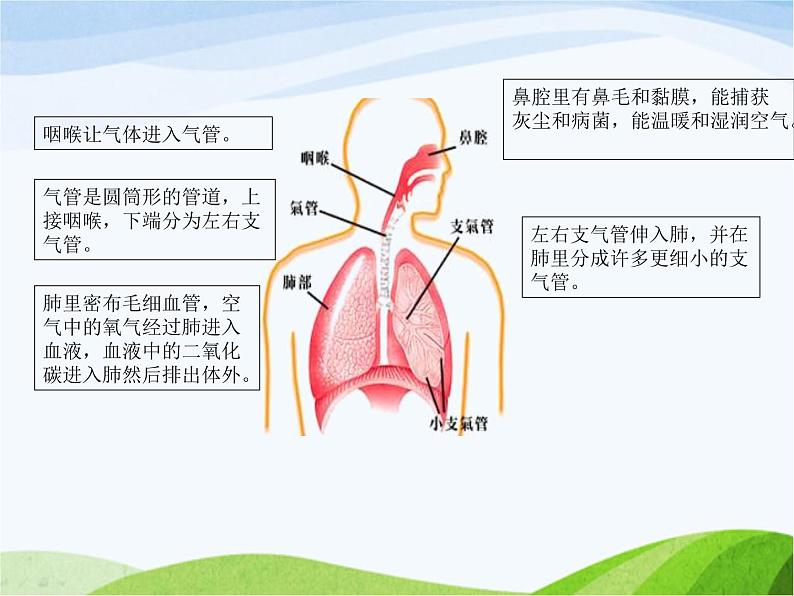 青岛小学科学五上《7-我们的呼吸》PPT课件-(2)03