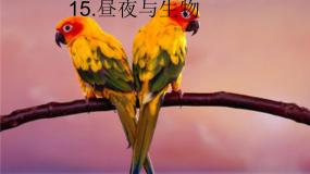 小学青岛版 (五四制)第五单元 太阳、地球和月亮22 昼夜与生物教学演示ppt课件