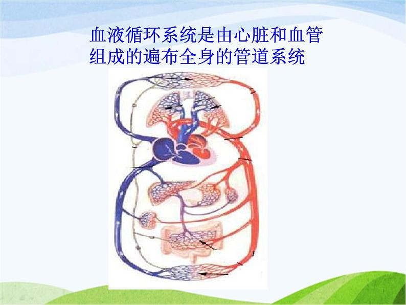 青岛小学科学五上《8-心脏和血管》PPT课件-(1)第2页
