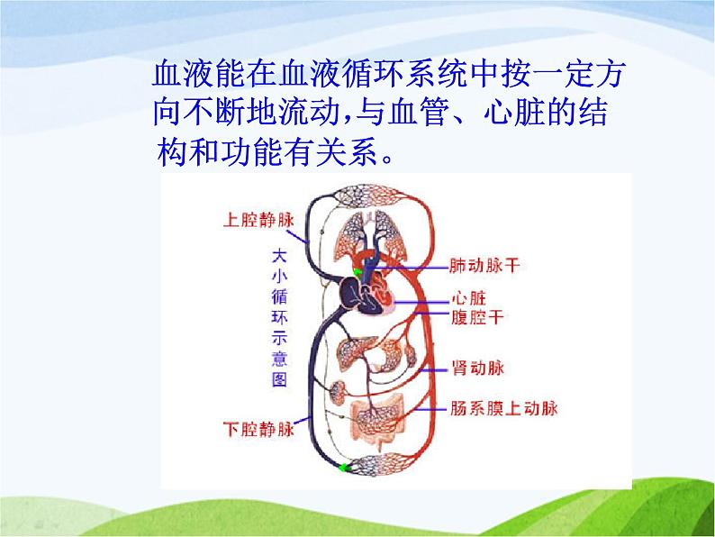 青岛小学科学五上《8-心脏和血管》PPT课件-(1)第3页